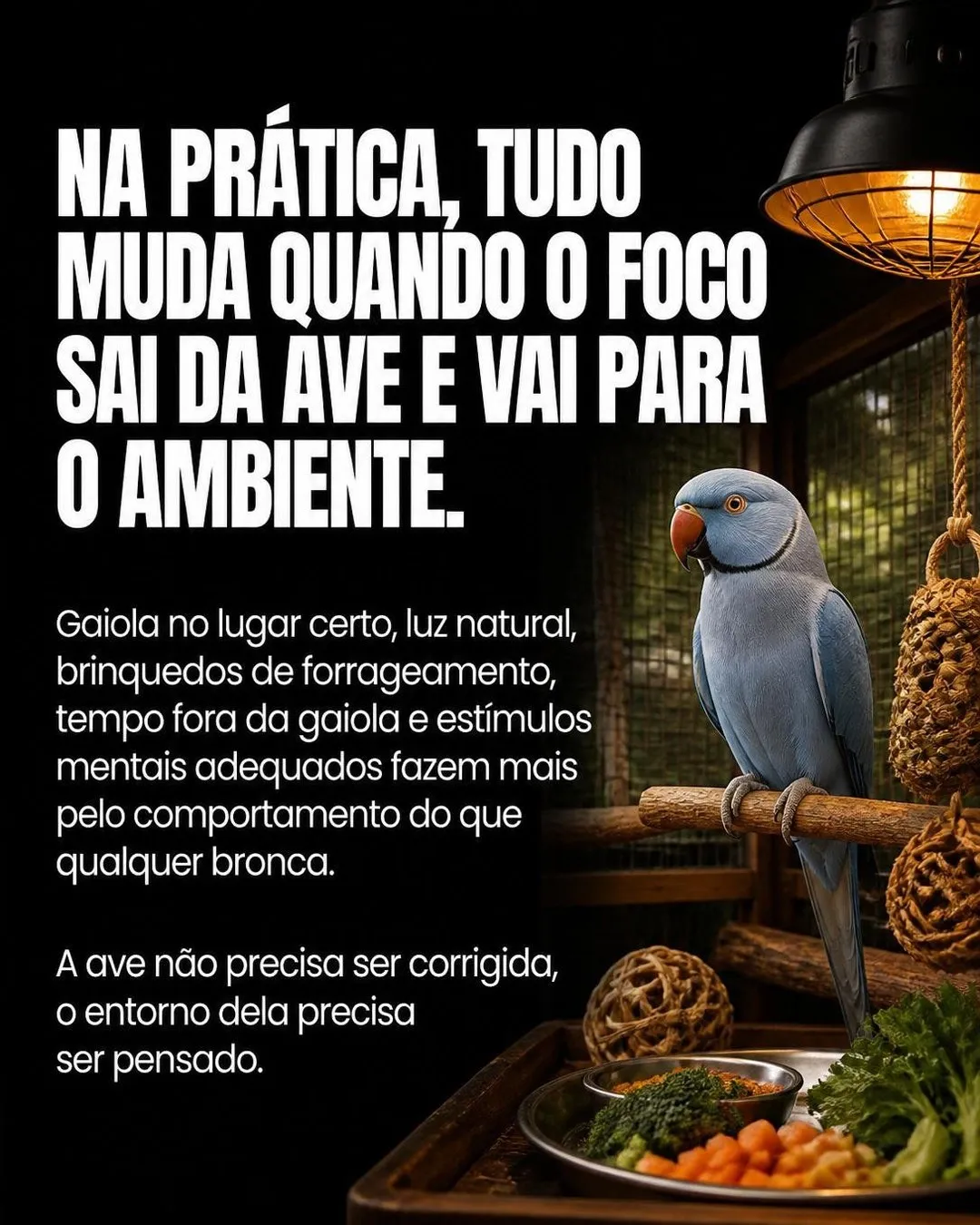 Como disciplinar a ave que bica e grita — slide 6 de 9