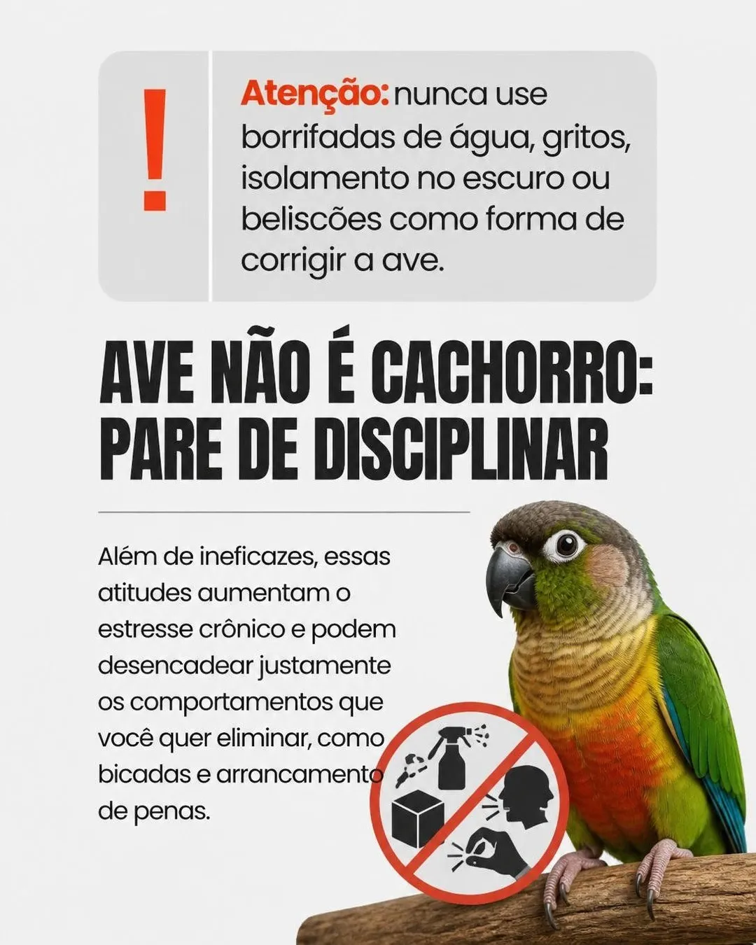 Como disciplinar a ave que bica e grita — slide 7 de 9