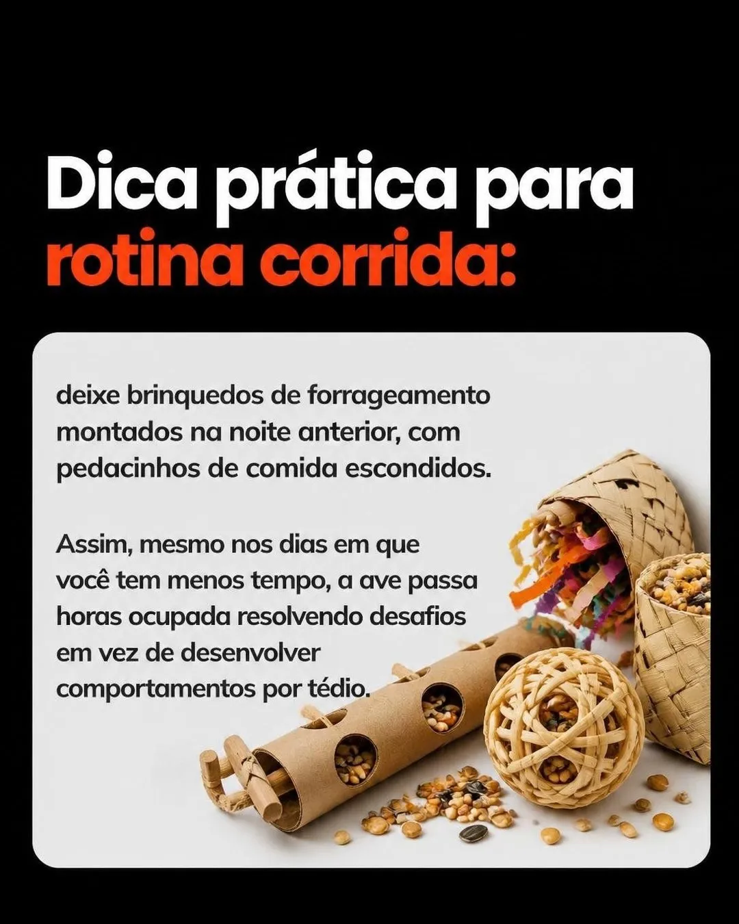 Como disciplinar a ave que bica e grita — slide 8 de 9