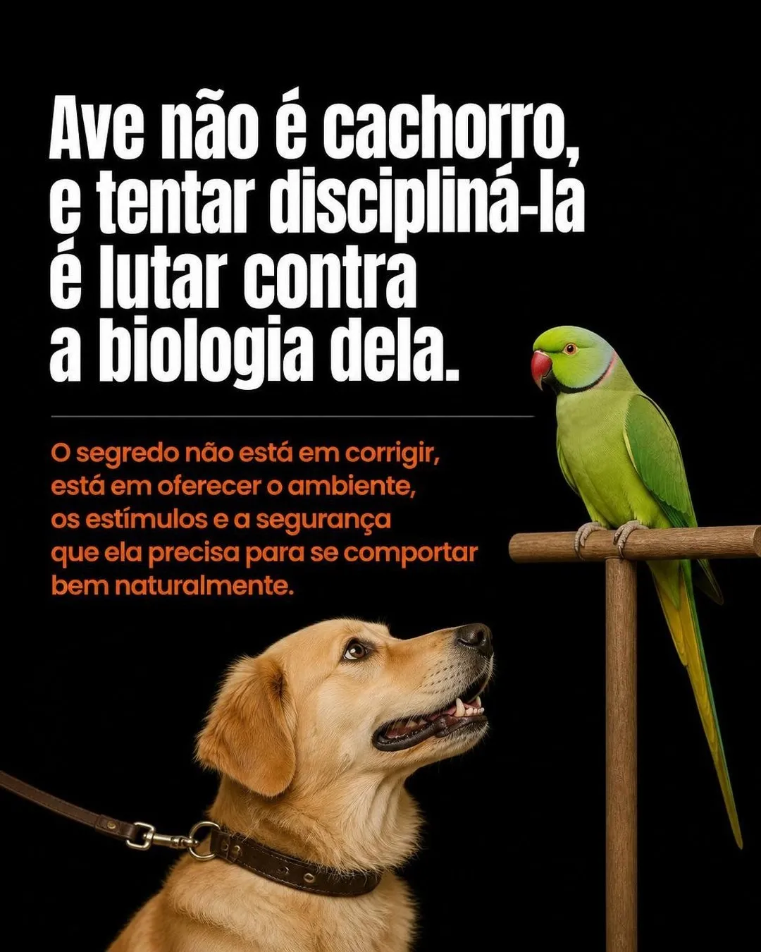 Como disciplinar a ave que bica e grita — slide 9 de 9